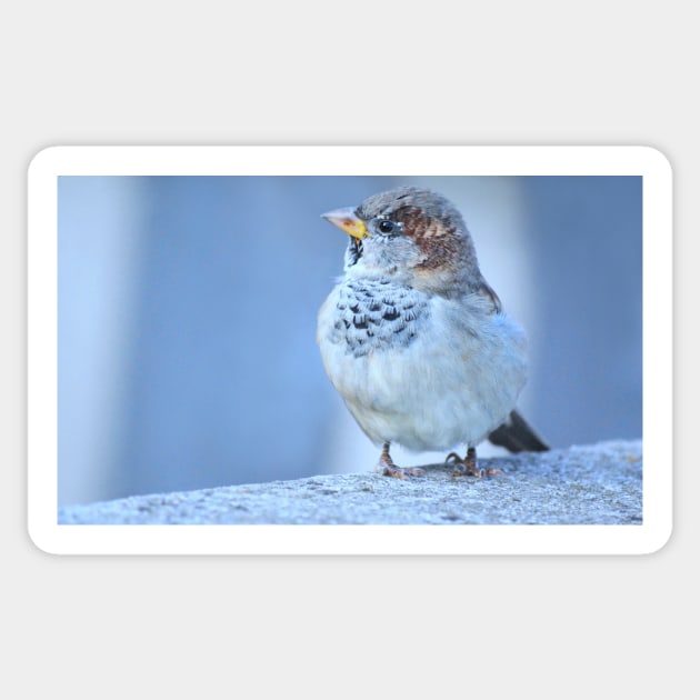 Sparrow Sticker by LaurieMinor